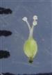  Pistil